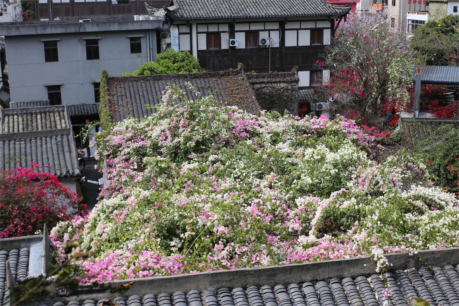 屋顶花海，深圳 · 甘坑古镇